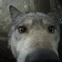 Image for puppytelevision