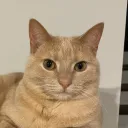 normoos avatar