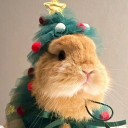 avatar Bunnie Festivies 2025