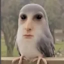 vaqquixx8