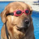 _doggles