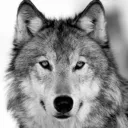 wuffward