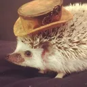 hodgepodgehedgehog