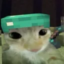 sharkbxy