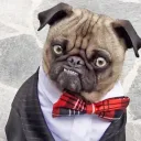 mr.tofu.