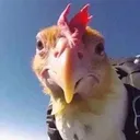 zydrec