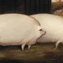 myszkaiszyszka