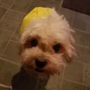 whitefroggie