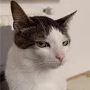 misskonan