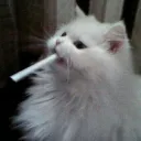 zk.k._ avatar