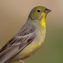 cinereous