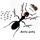 antsantyt