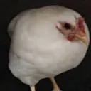 falconsitoh