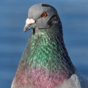 avatar ZUZA