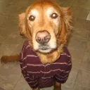 scooptite