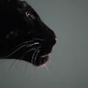 desertpanther.