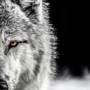 lonewolf9068