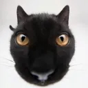 darthchikoo