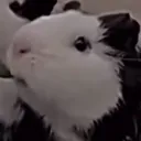rxnsunx1