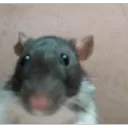 dann6995