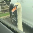 infamous_badger