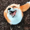 cairodefoxxo