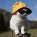 pandrazz