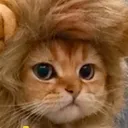 miaou_miaou_ao