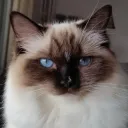 mikany