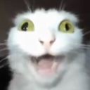 avatar Bavelly