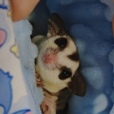 avatar ᴛᴀᴏᴛᴀɴɢ