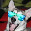 tilionmcpooch
