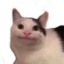 rocket.cat