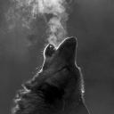 avatar Wolfy