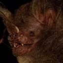 batbatbatbat