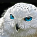 Owl9550 member profile picture