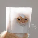 orbussification