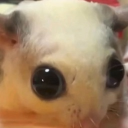 avatar 🥜Numb Nut🥜