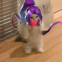 dfhblicky
