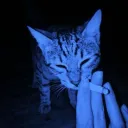 arthroplureas