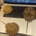 qllance77