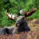 jeffthemoose