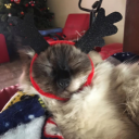 jedrickrb#4185's avatar