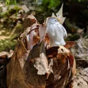 mycelium3550