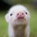 cjspellsfish
