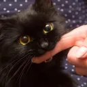 catofsachse