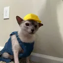 atapotueslok