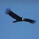 aleiparraguirre