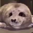 aecmrl