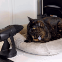 RAD_thedamcat